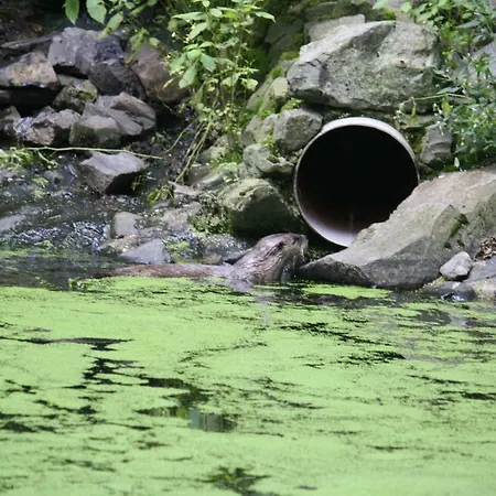 Ferienhaus Bungalow; Haus 111 Twistesee, Bad Arolsen