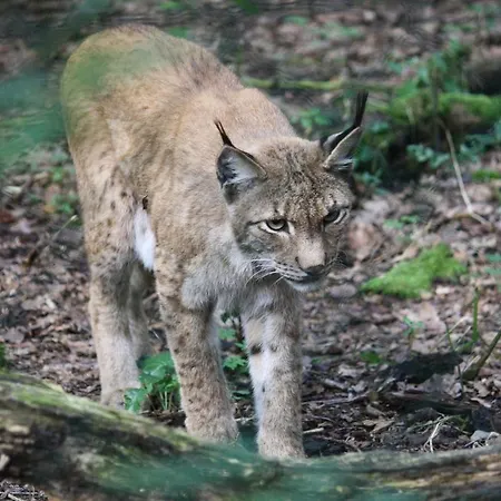 Ferienhaus Bungalow; Haus 111 Twistesee,