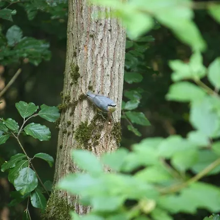 Bungalow; Haus 111 Twistesee, בית נופש