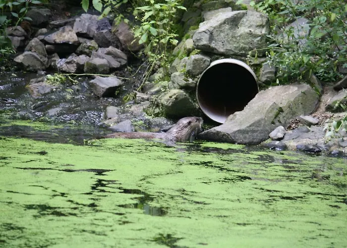 Vakantiehuis Bungalow; Haus 111 Twistesee, Bad Arolsen