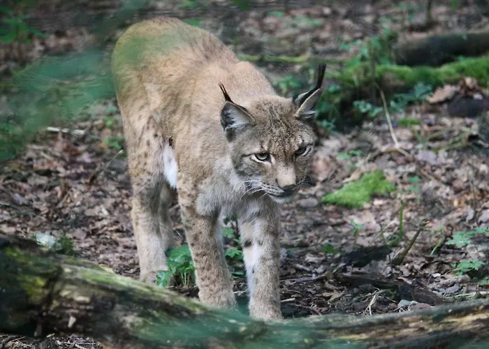 Dom wakacyjny Bungalow; Haus 111 Twistesee,