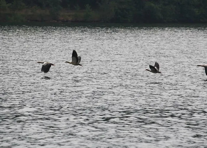 Dom wakacyjny Bungalow; Haus 111 Twistesee, Bad Arolsen