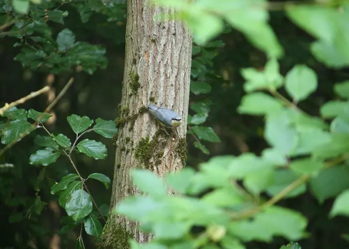 Bungalow; Haus 111 Twistesee, Dom wakacyjny